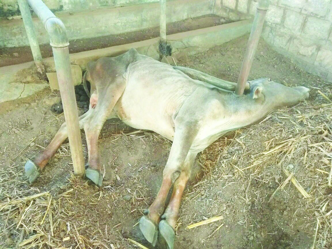 ಕರುಣಾಜನಕ ಸ್ಥಿತಿಯಲ್ಲಿ ಬರ ಪೀಡಿತ ಪ್ರದೇಶ